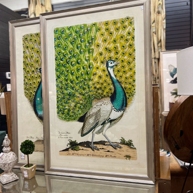 Pair Wendover Peacock I & II Framed Prints 36'25"x54'25" FINAL SALE