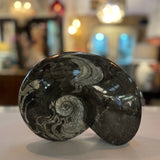 Black/White Ammonite Shell Fossil 9.5x6.5