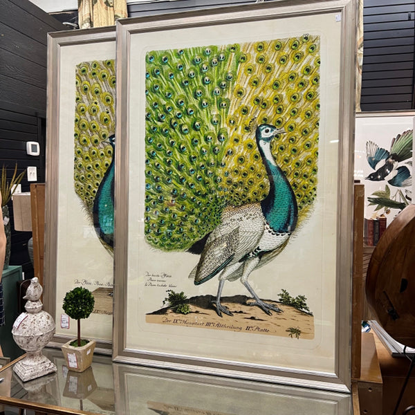 Pair Wendover Peacock I & II Framed Prints 36'25"x54'25"