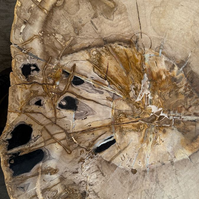 Petrified Wood Coffee Table 50.75x34x17