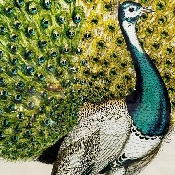 Pair Wendover Peacock I & II Framed Prints 36'25"x54'25"